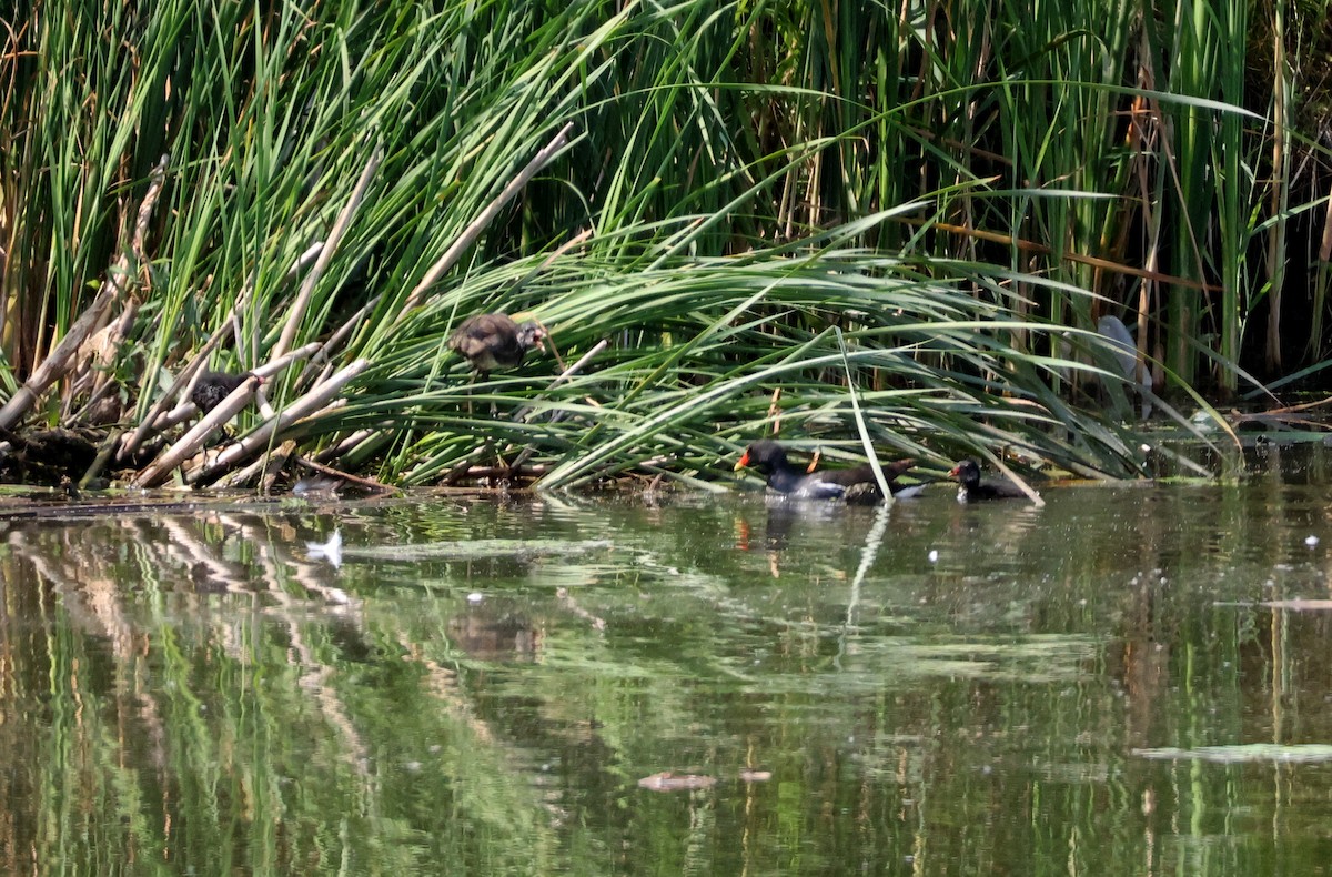 סופית - ML637382334