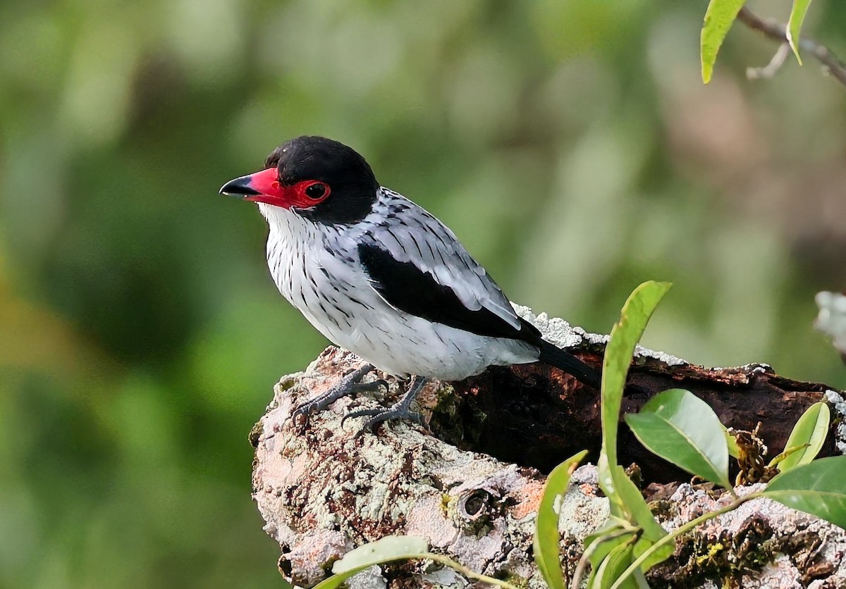 Black-tailed Tityra - ML637382340