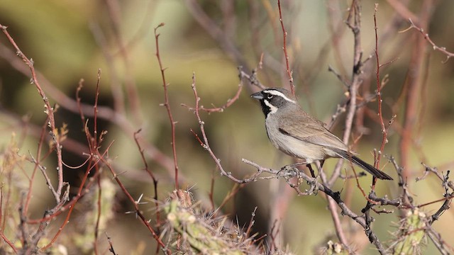 Bruant à gorge noire - ML637382390