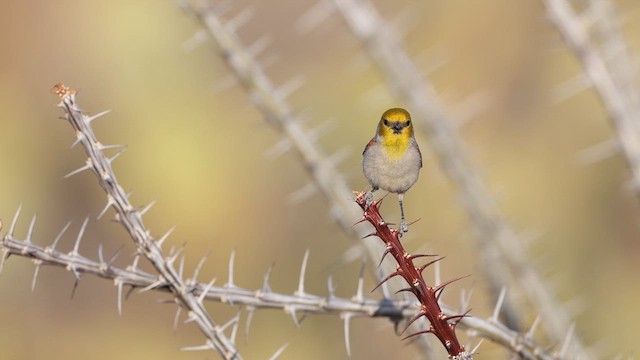 Verdin - ML637382485