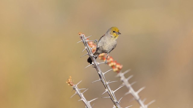 Verdin - ML637382502