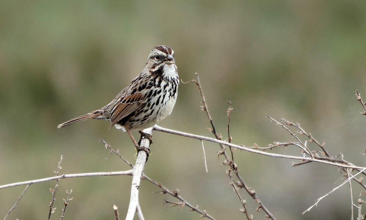 Bruant chanteur (pusillula) - ML637382511