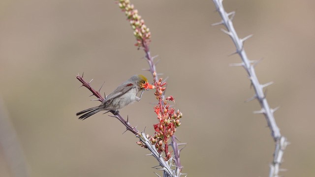 Verdin - ML637382519