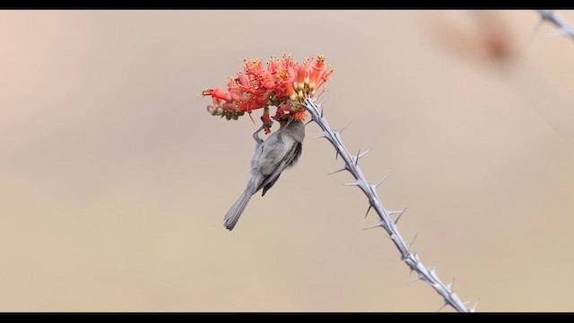Verdin - ML637382525