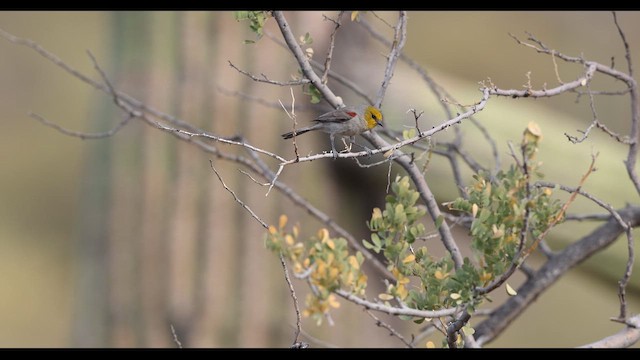 Verdin - ML637382527