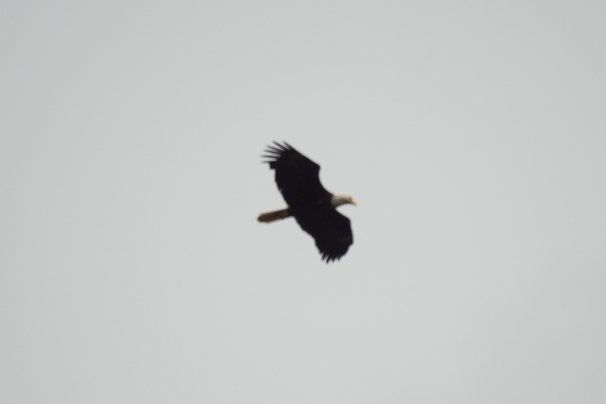 Bald Eagle - ML637382528