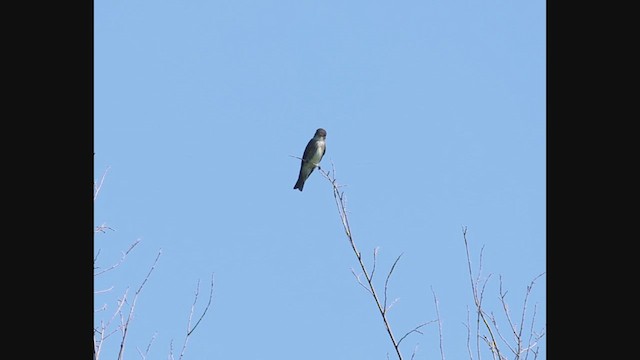Olive-sided Flycatcher - ML637382643