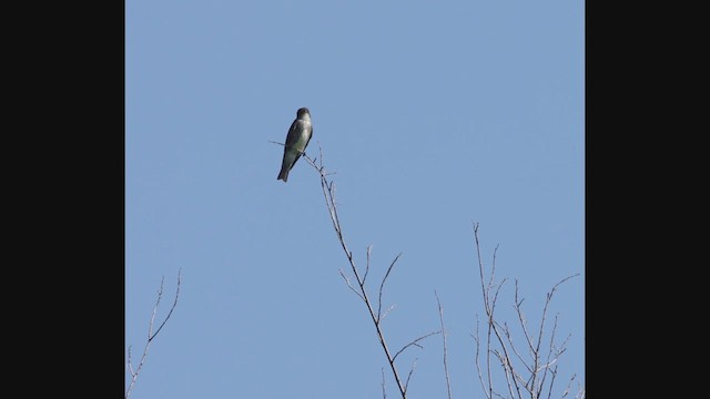 Olive-sided Flycatcher - ML637382644
