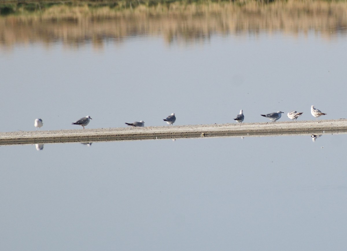 Ring-billed Gull - ML637382656