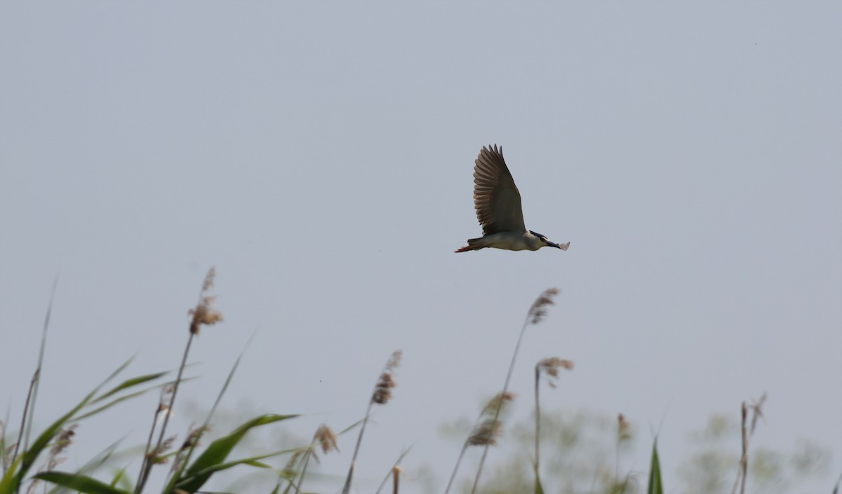 אנפת לילה - ML637382711