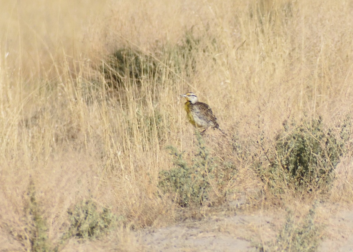 Chihuahuan Meadowlark - ML637382713
