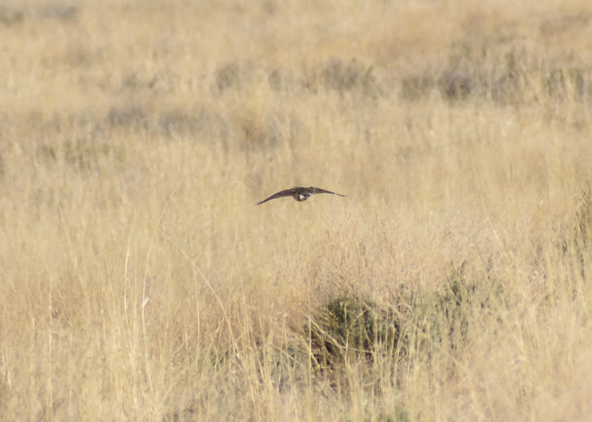 Chihuahuan Meadowlark - ML637382715