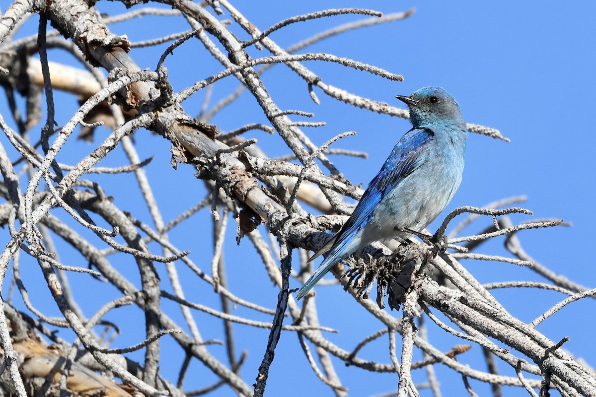 Mountain Bluebird - ML637382721