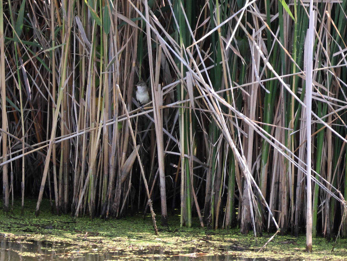 קנית אירופית - ML637382722