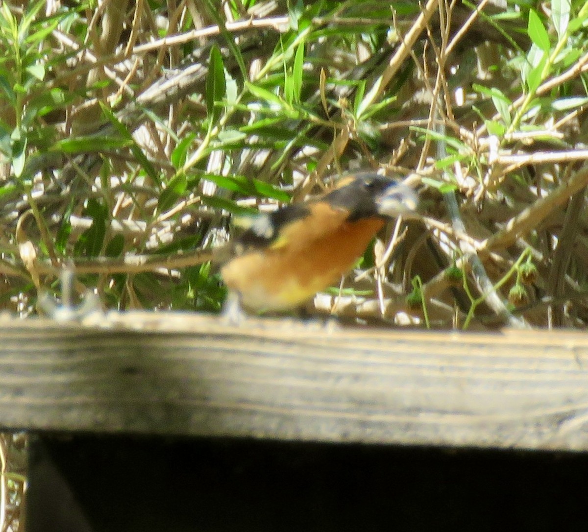 Black-headed Grosbeak - ML637382760