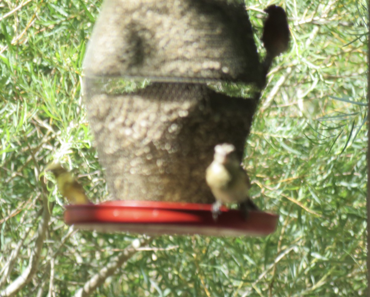 Black-headed Grosbeak - ML637382761