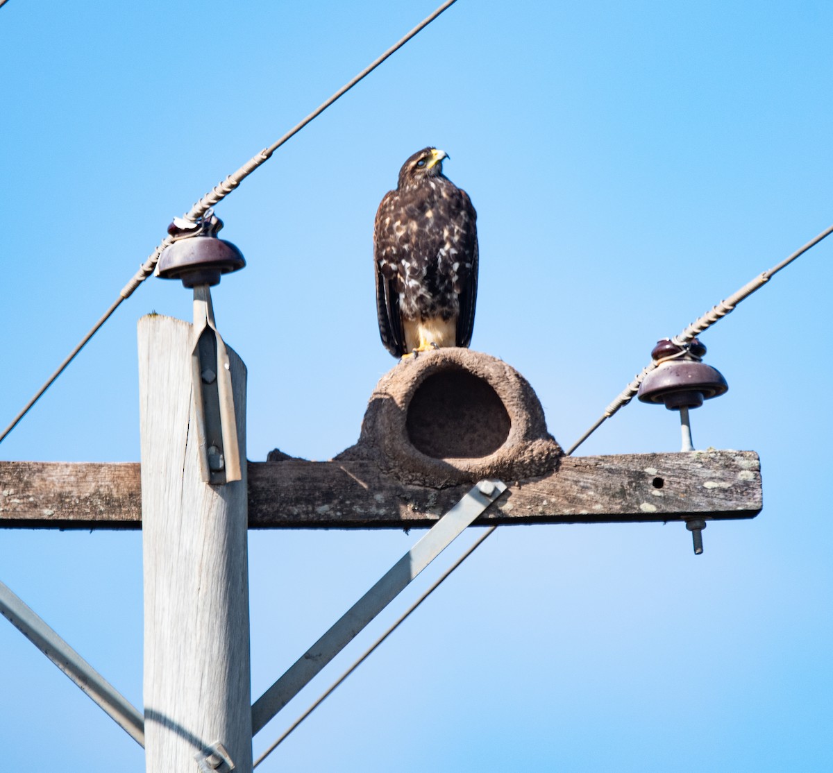 Harris's Hawk - ML637382875