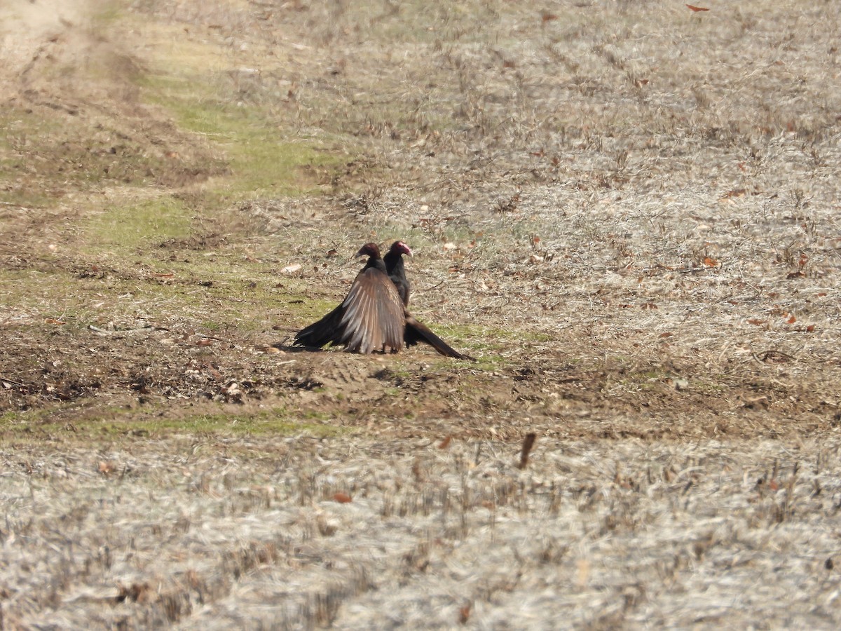 Turkey Vulture - ML637383005