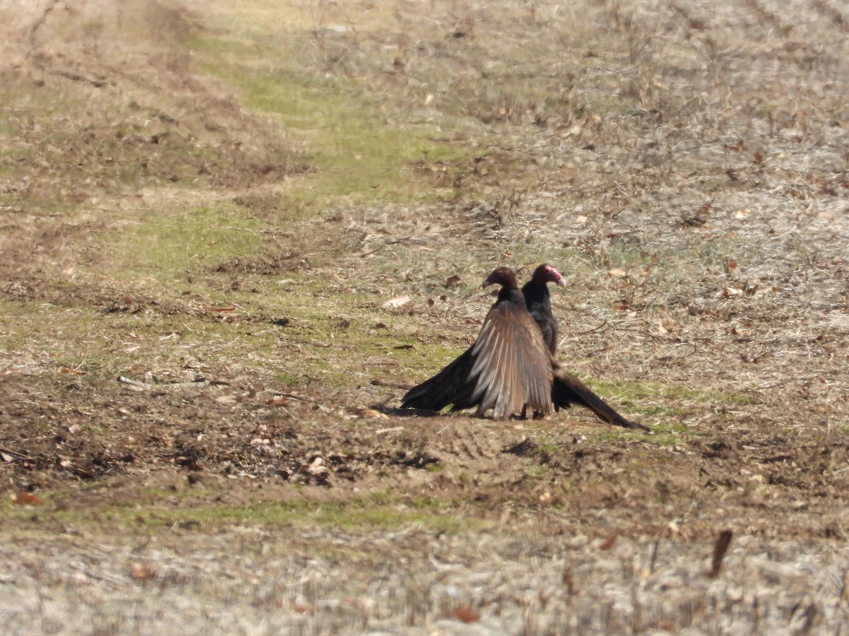 Turkey Vulture - ML637383010