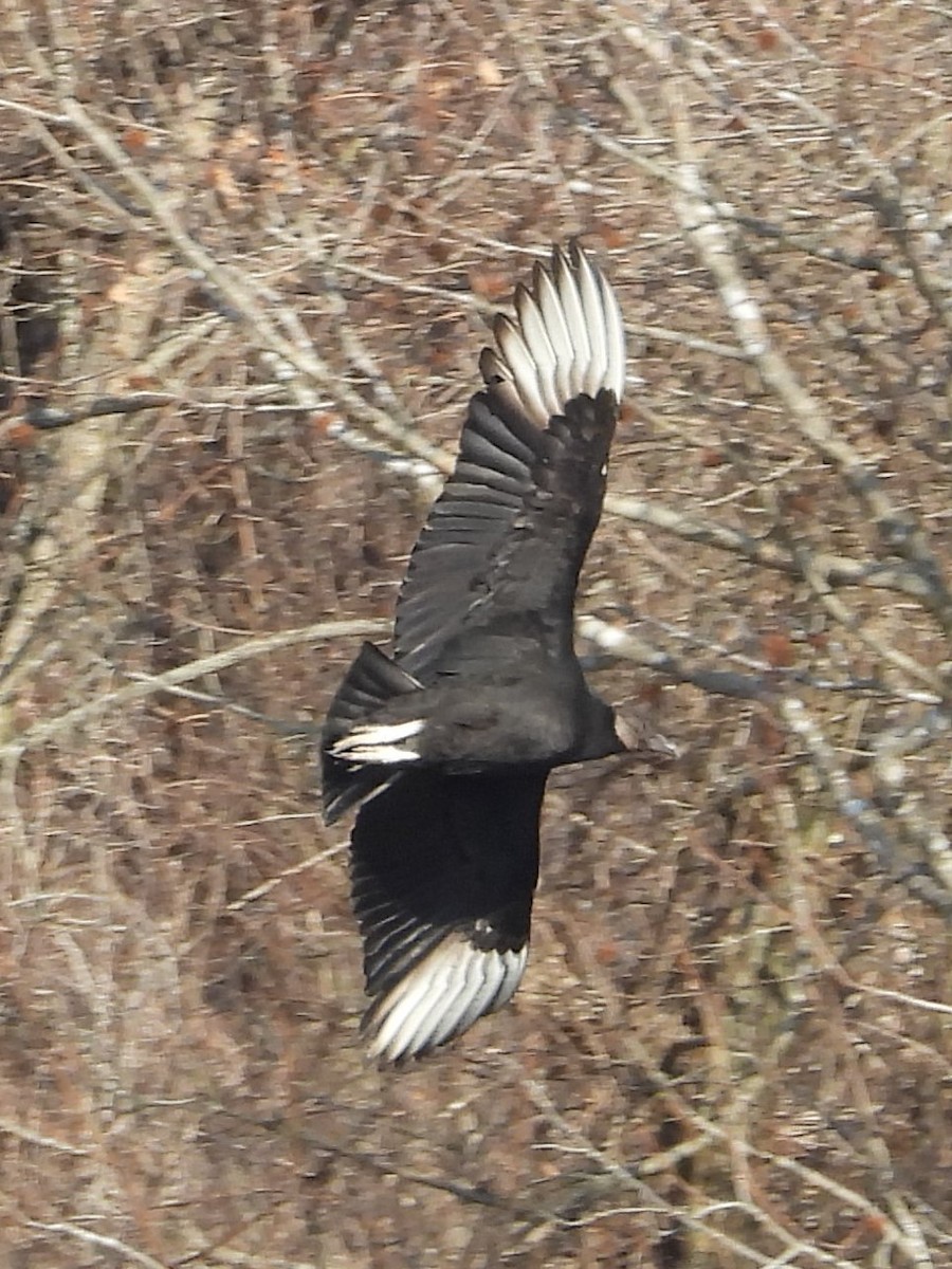 Black Vulture - ML637383011