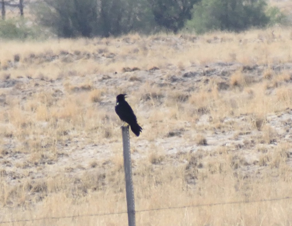raven sp. - ML637383071