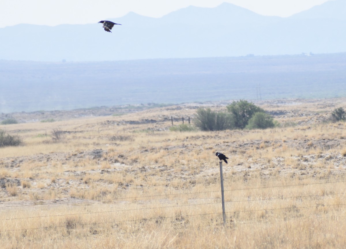 raven sp. - ML637383084