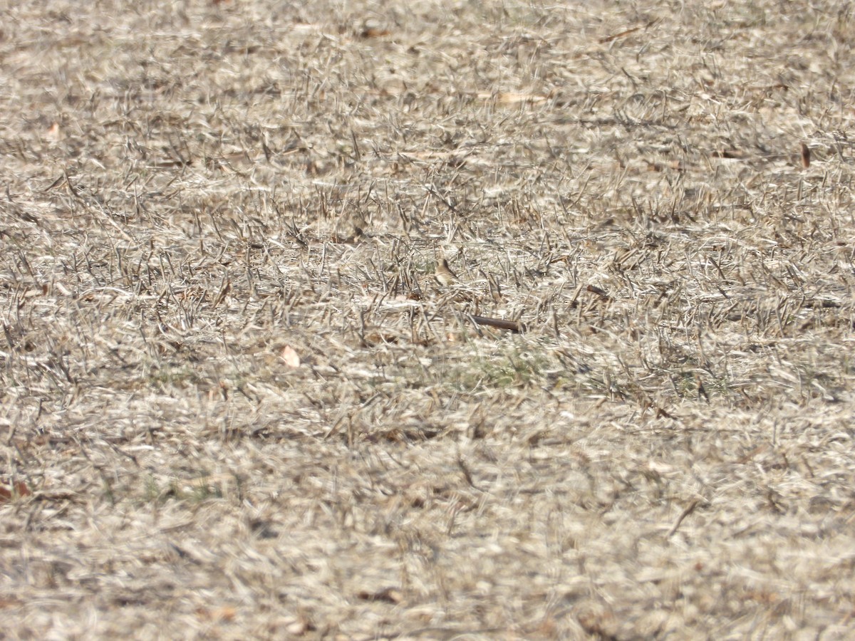American Pipit - ML637383097
