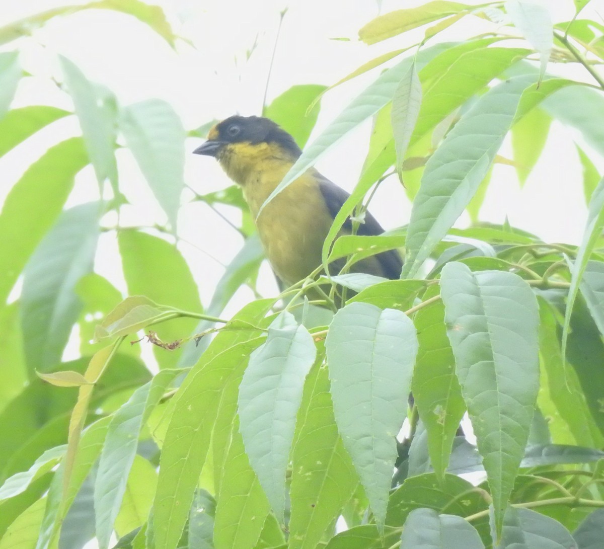 Pale-naped Brushfinch - ML637383115