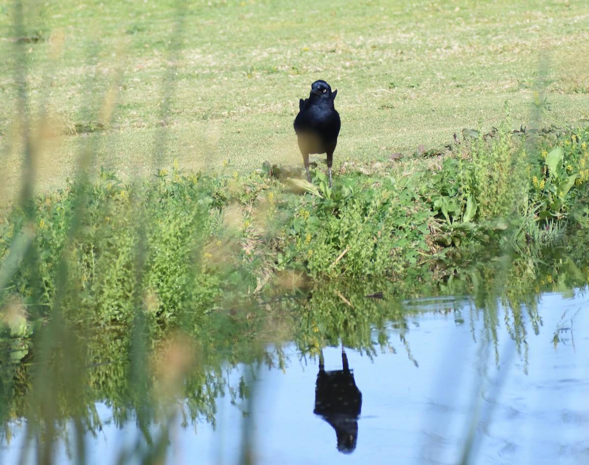 Great-tailed Grackle - ML637383118