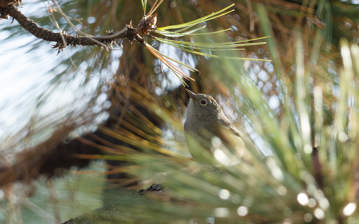 Colima Warbler - ML637383129
