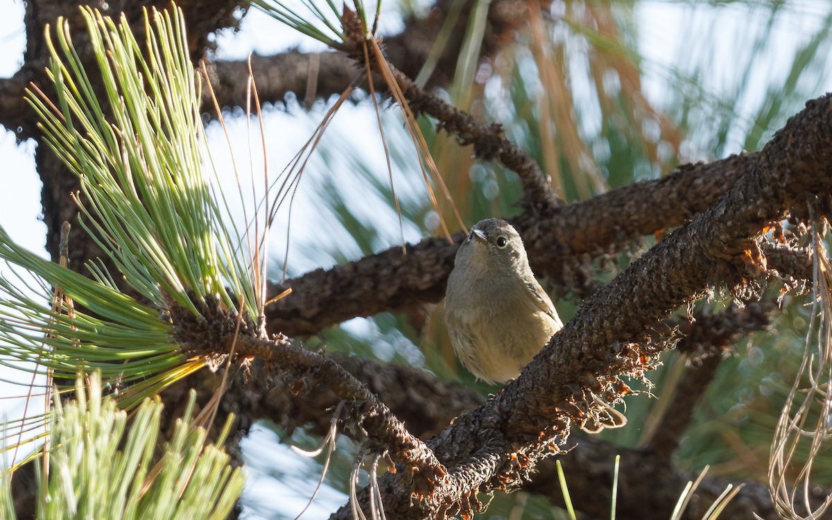 Colima Warbler - ML637383130