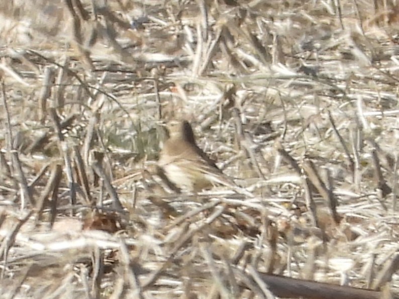 American Pipit - ML637383142