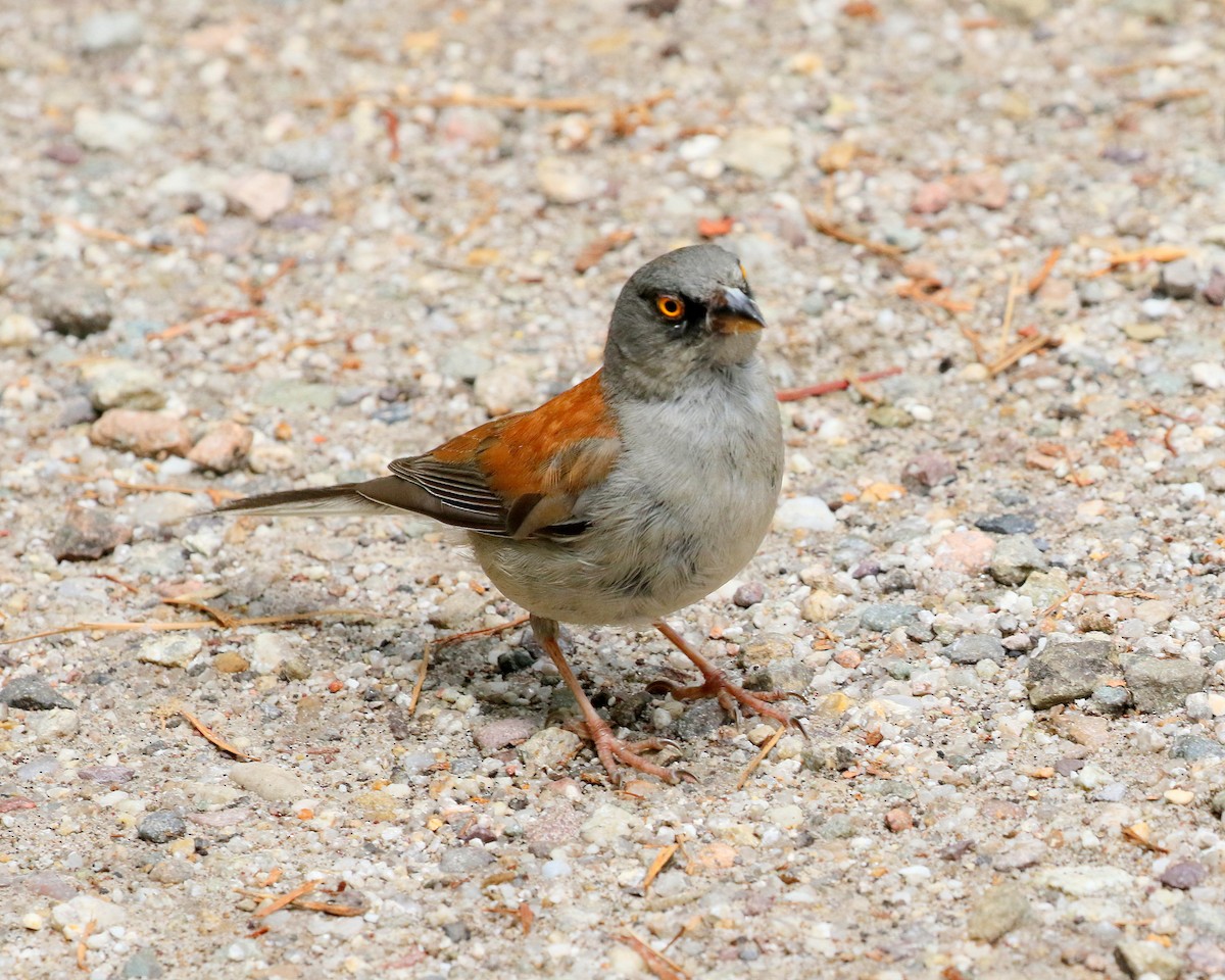 Yellow-eyed Junco - ML637383154