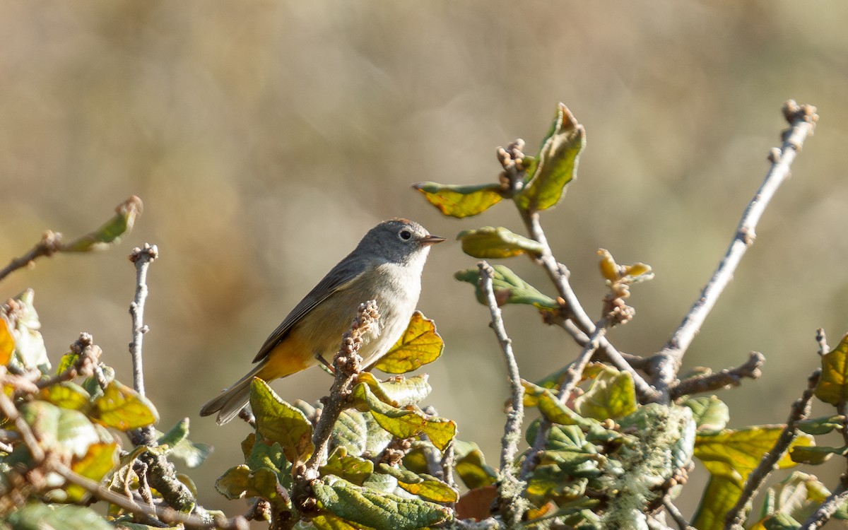 Colima Warbler - ML637383161