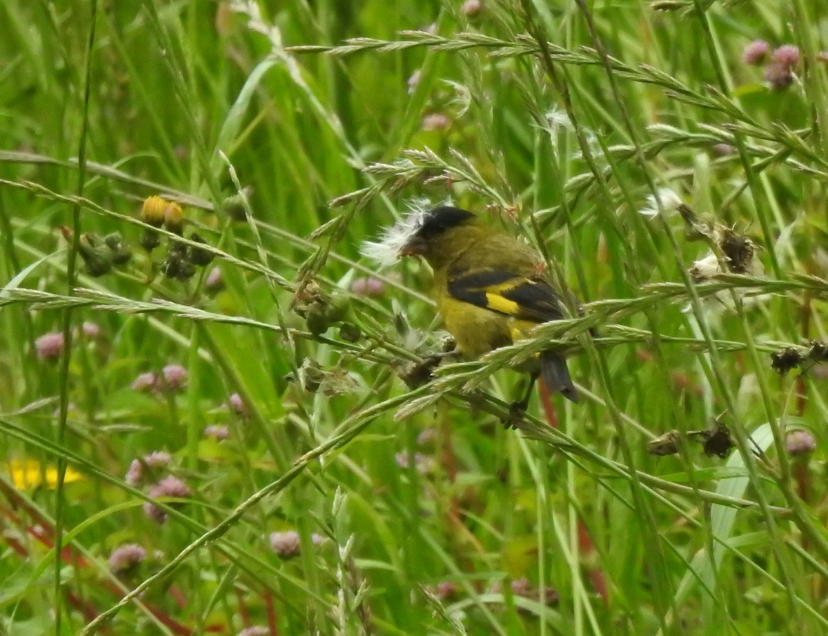 Andean Siskin - ML637383171