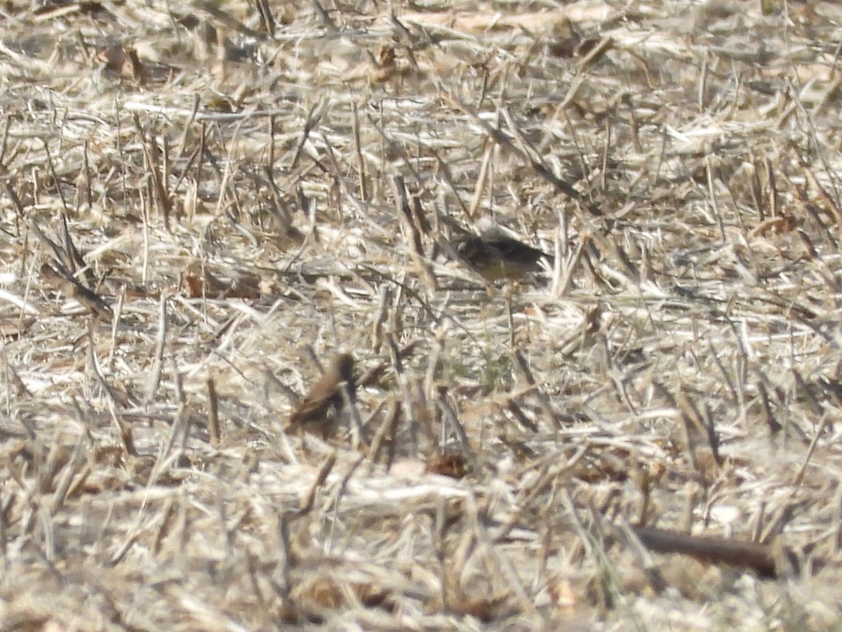 American Pipit - ML637383176