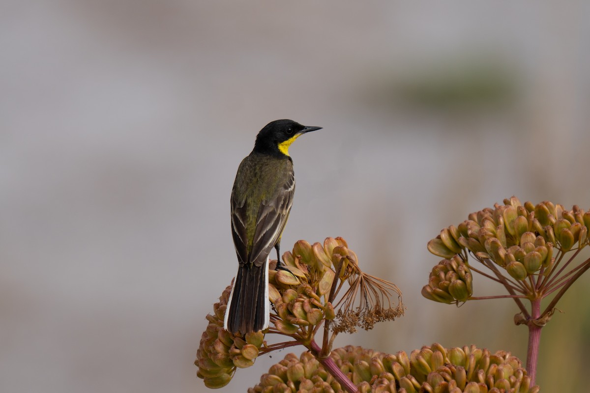 Western Yellow Wagtail (feldegg) - ML637383192