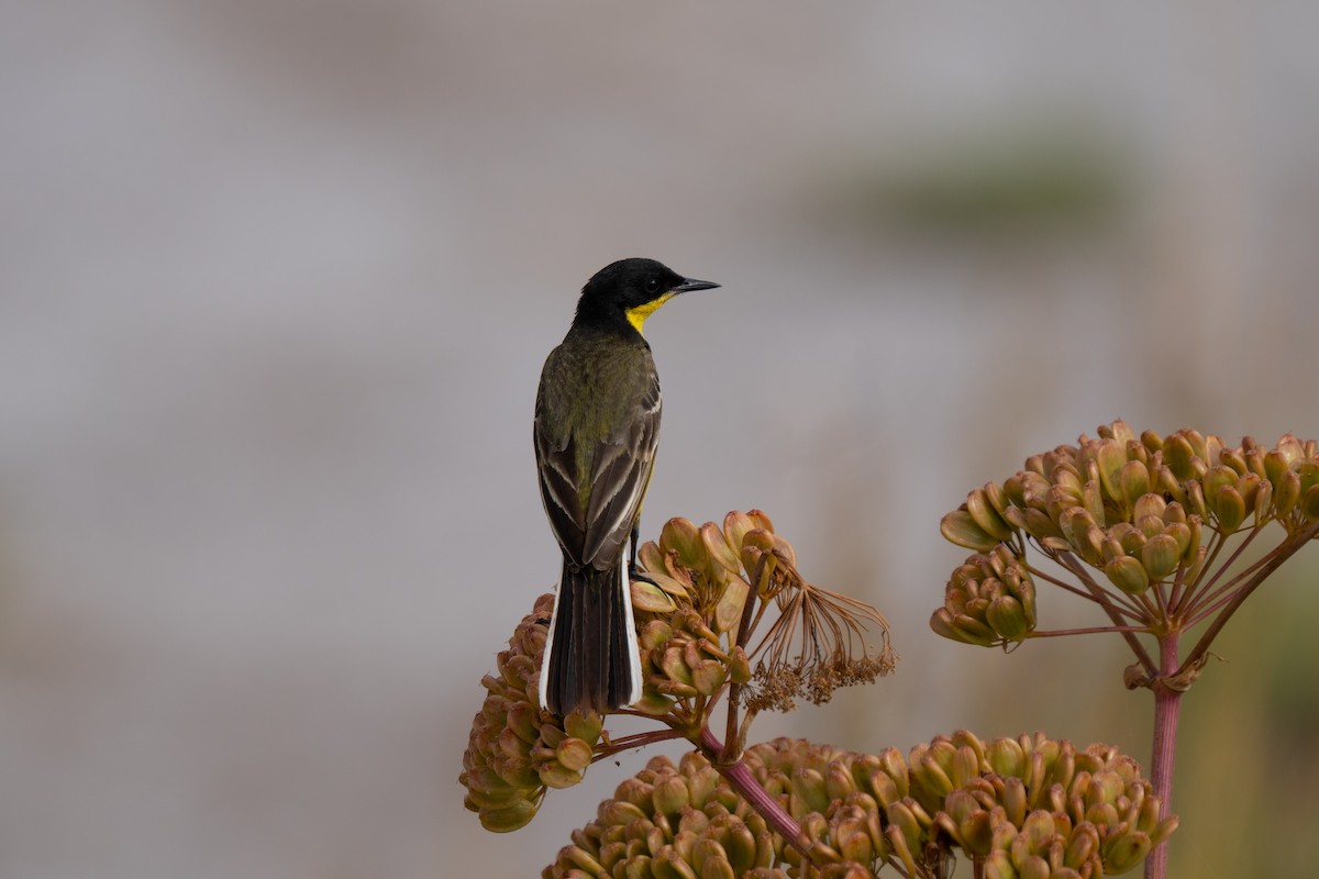 Western Yellow Wagtail (feldegg) - ML637383193