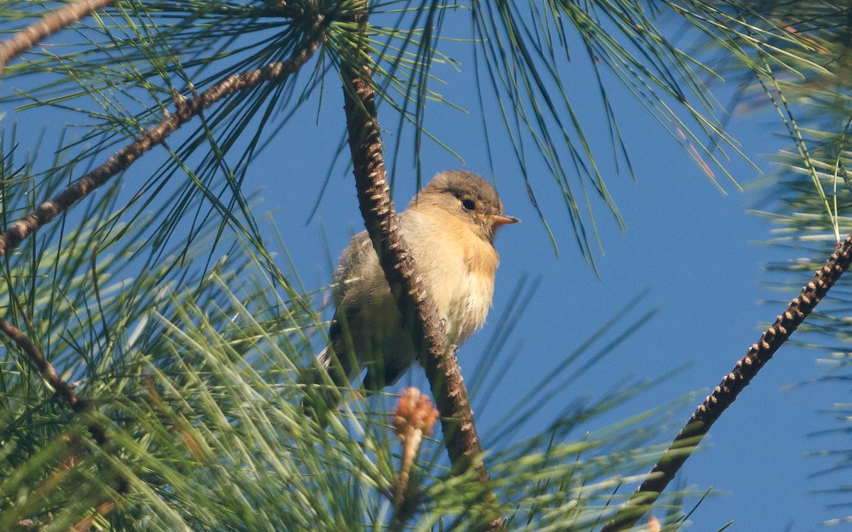 Buff-breasted Flycatcher - ML637383202