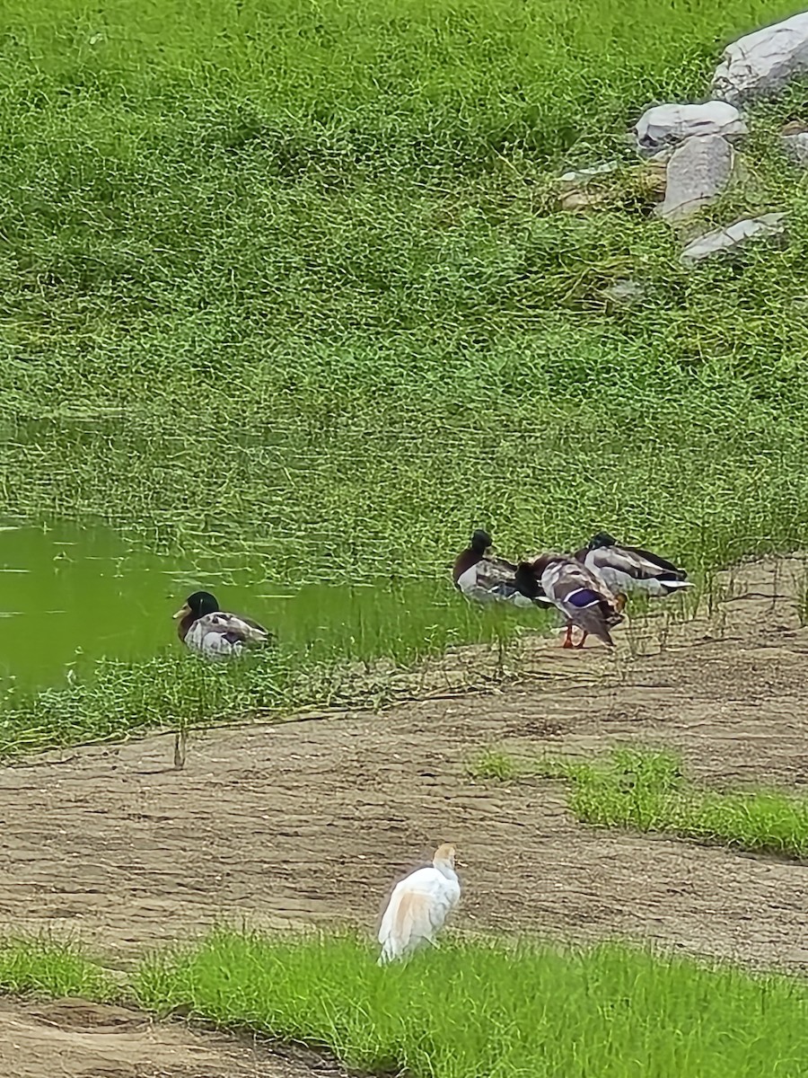 Mallard - ML637383218