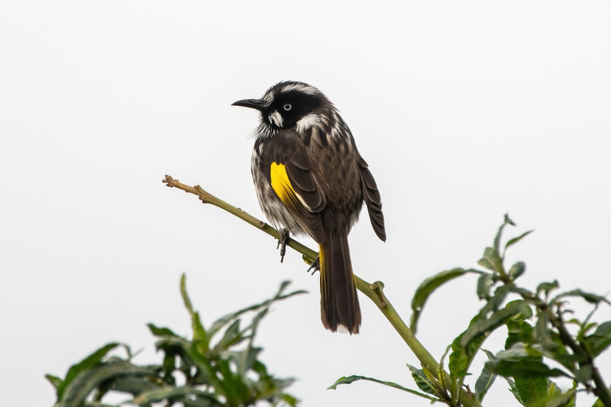 New Holland Honeyeater - ML637383319