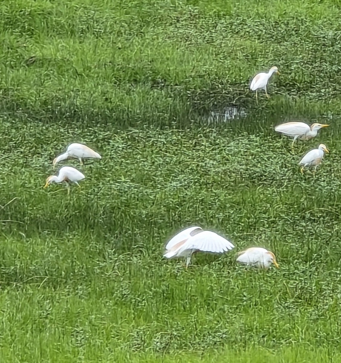 Western Cattle-Egret - ML637383341