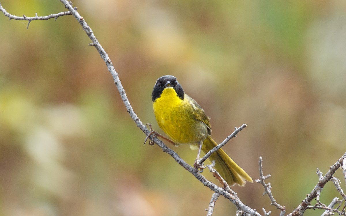 Hooded Yellowthroat - ML637383358