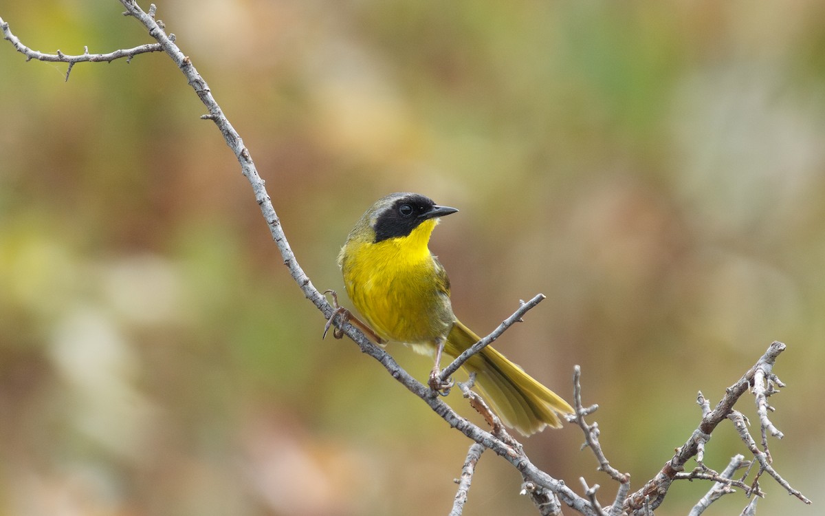 Hooded Yellowthroat - ML637383359