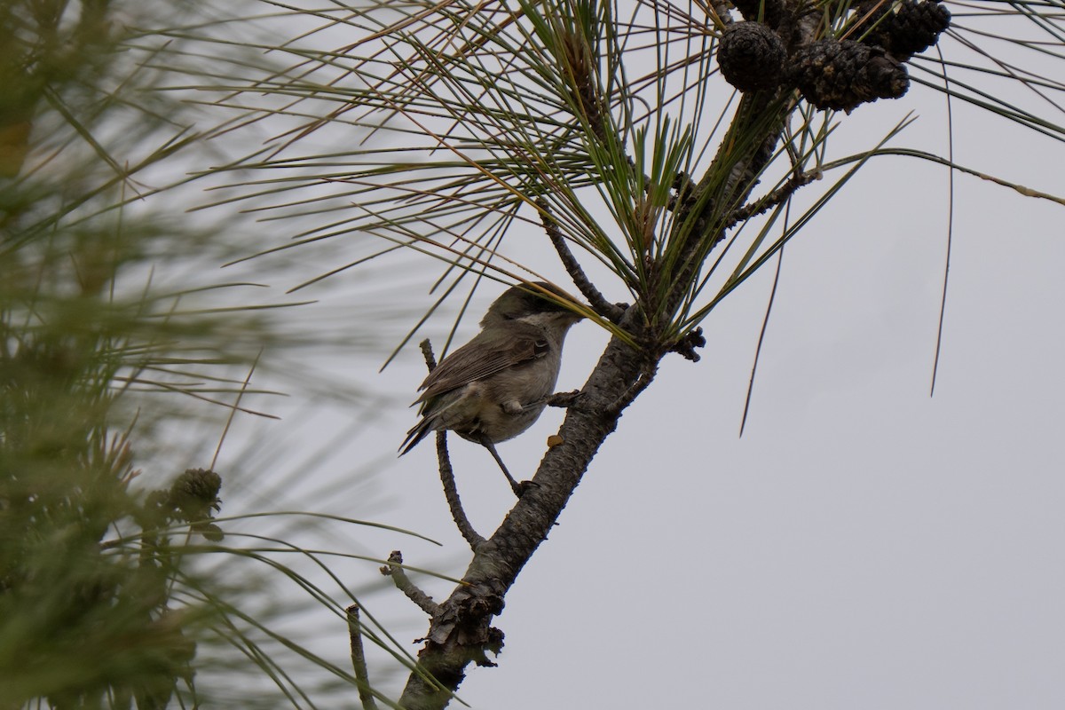Eastern Orphean Warbler - ML637383517