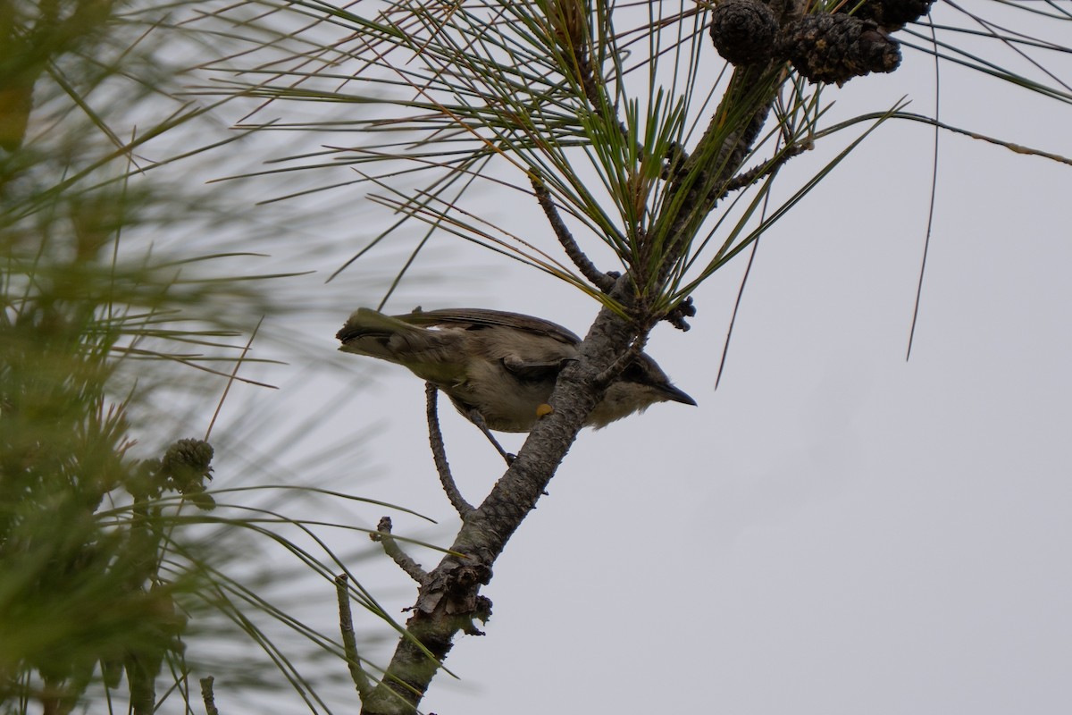 Eastern Orphean Warbler - ML637383518