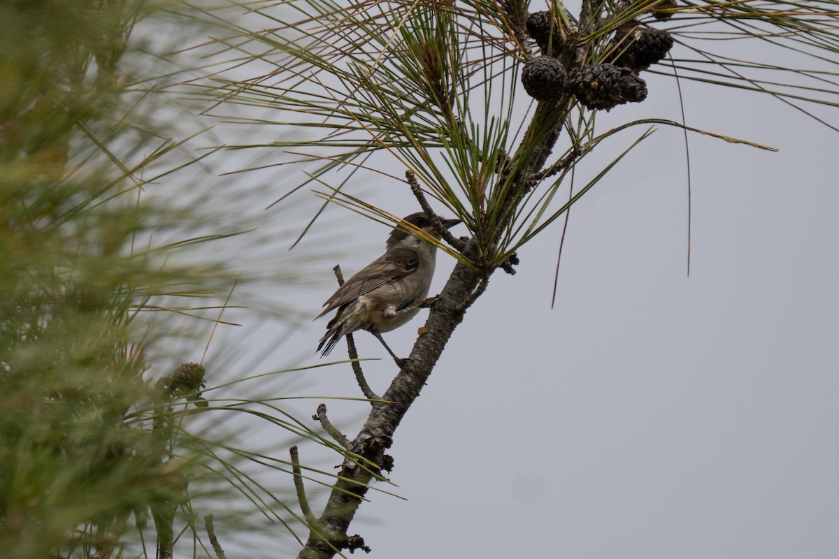 Eastern Orphean Warbler - ML637383519