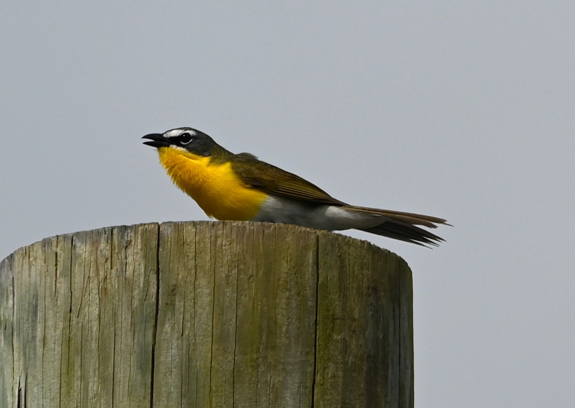 Flötenstärling - ML637383632