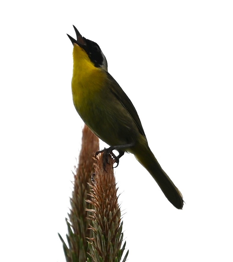 Weidengelbkehlchen - ML637383663