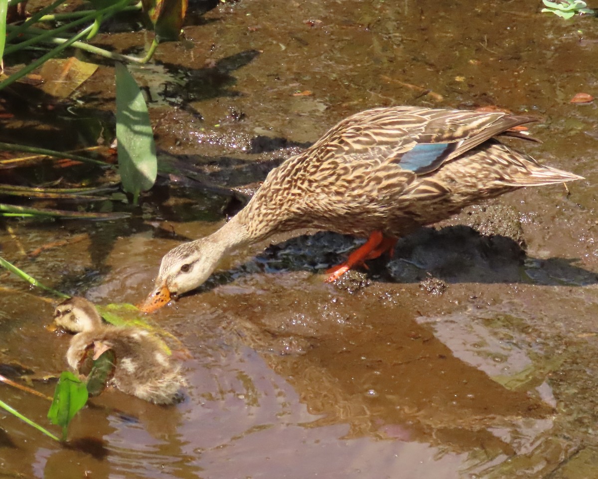 Mallard x Mottled Duck (hybrid) - ML637383665